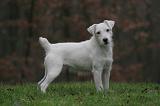 PARSON RUSSEL TERRIER 204